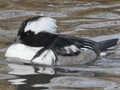 Smew x Hooded Merganser hybrid